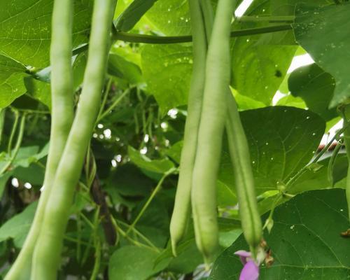 四角豆几月份种植合适？四角豆的种植时间和方法是什么？