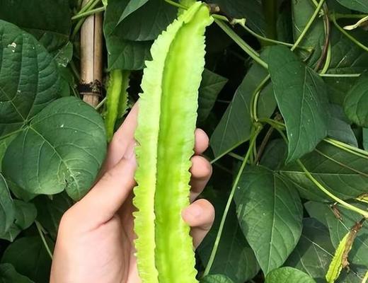 四角豆几月份种植合适？四角豆的种植时间和方法是什么？