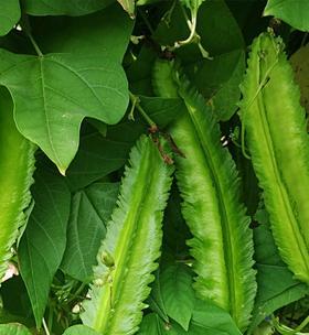 四角豆几月份种植合适？四角豆的种植时间和方法是什么？