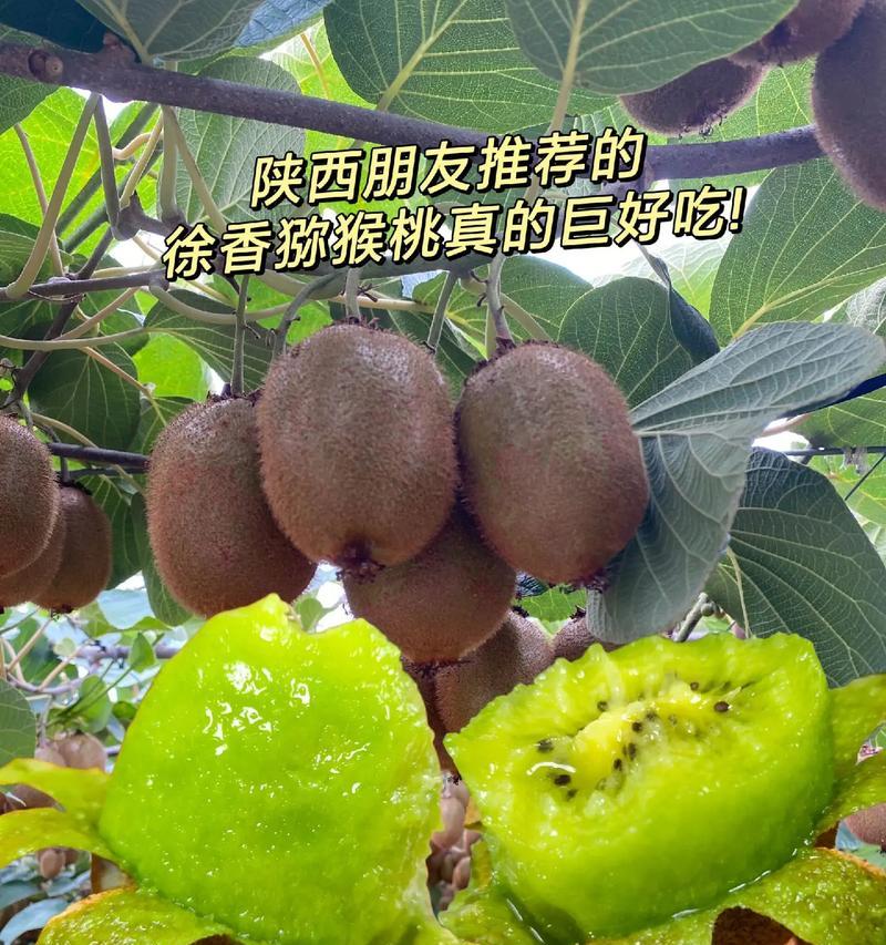 奇异果产地在哪里？奇异果的最佳产地是哪里？