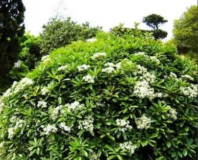 石楠是乔木还是灌木植物？石楠的植物分类是什么？