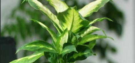属龙的人适合养什么花卉？属龙的人养花有哪些推荐？