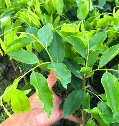 广西可以种沉香吗？广西种植沉香的可行性如何？