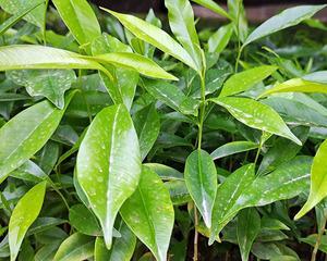 广西可以种沉香吗？广西种植沉香的可行性如何？