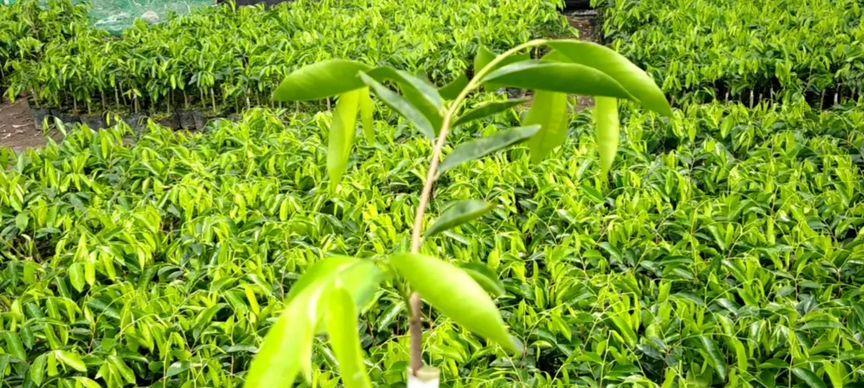 广西可以种沉香吗？广西种植沉香的可行性如何？