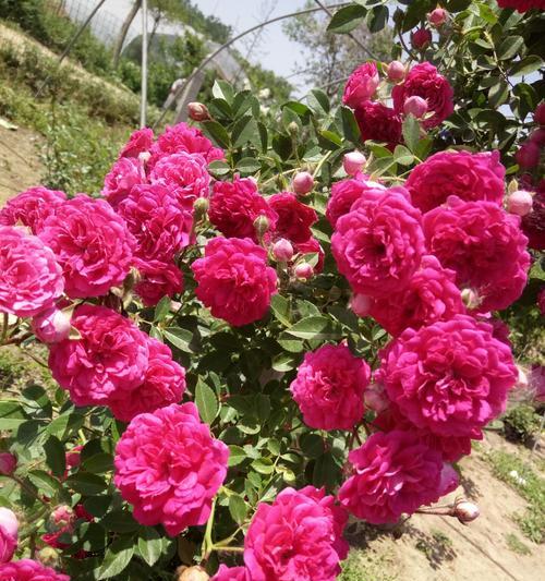 红木香花一年开几次花？红木香花的花期和开花次数是多少？