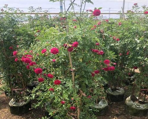 红木香花一年开几次花？红木香花的花期和开花次数是多少？