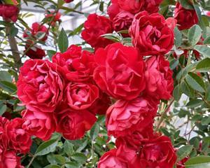 红木香花一年开几次花？红木香花的花期和开花次数是多少？