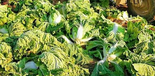南方大白菜什么时候种植最好？南方大白菜最佳种植时间是什么时候？