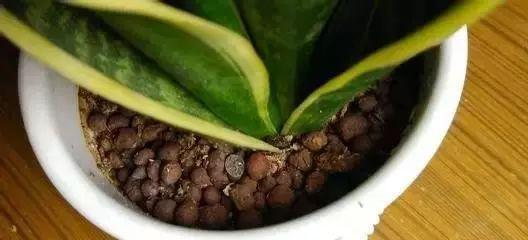 油烟机的油可以浇花吗？油烟机油浇花的注意事项是什么？