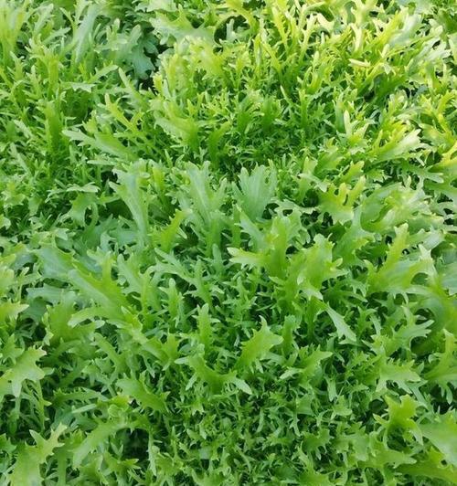 苦菊什么时候播种最好？苦菊最佳播种时间是什么时候？