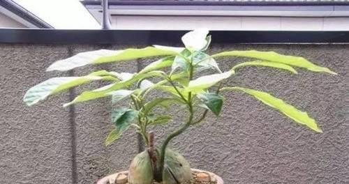 牛油果树冬天会冻死吗？牛油果树冬季养护需要注意什么？