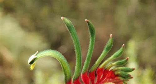 代表恶魔的花是什么？被称为恶魔之花的花有哪些？