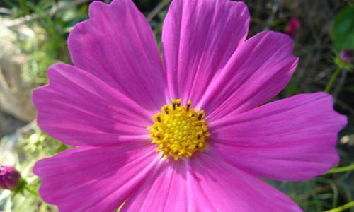 秋英花期是什么时候？秋英花的花期和开花时间是什么时候？