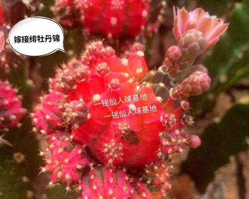 仙人棍开花吗？仙人棍开花是什么样子？