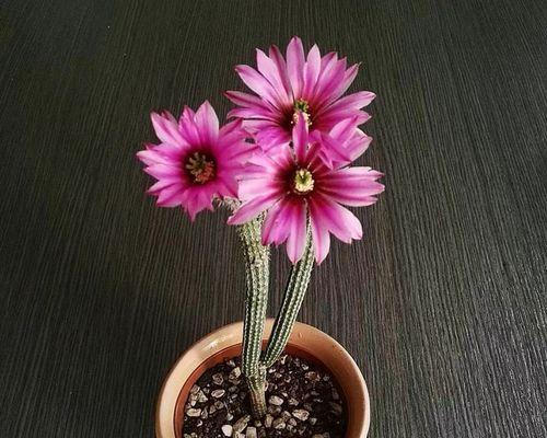 仙人棍开花吗？仙人棍开花是什么样子？
