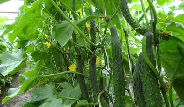 夏至适合种什么菜？适合夏天种植的蔬菜有哪些？