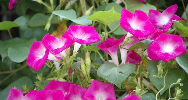 牵牛花有香味吗？牵牛花的香气特点是什么？