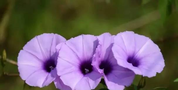 牵牛花有香味吗？牵牛花的香气特点是什么？