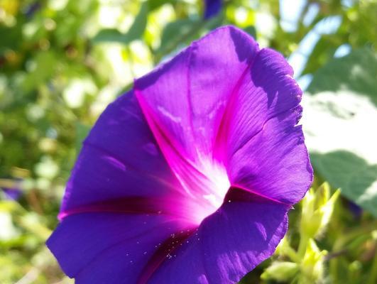 牵牛花有香味吗？牵牛花的香气特点是什么？
