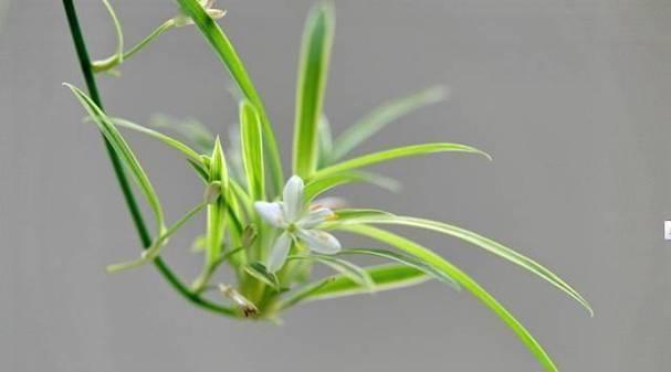 什么花的花语是囚禁？囚禁花语的花有哪些？