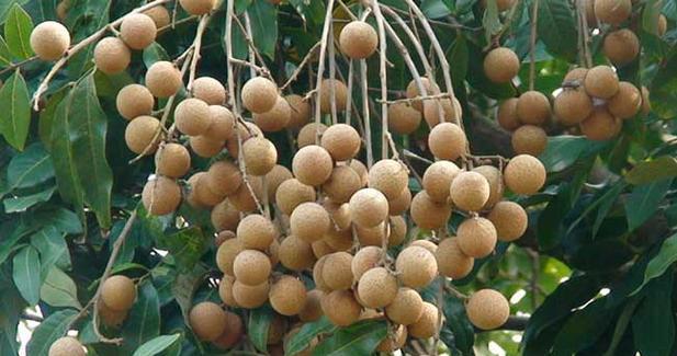 龙眼成熟的季节是几月？龙眼的成熟时间和季节是什么？