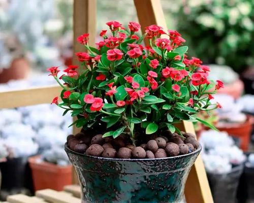家里养刺梅花风水好吗？刺梅花盆栽的风水作用是什么？