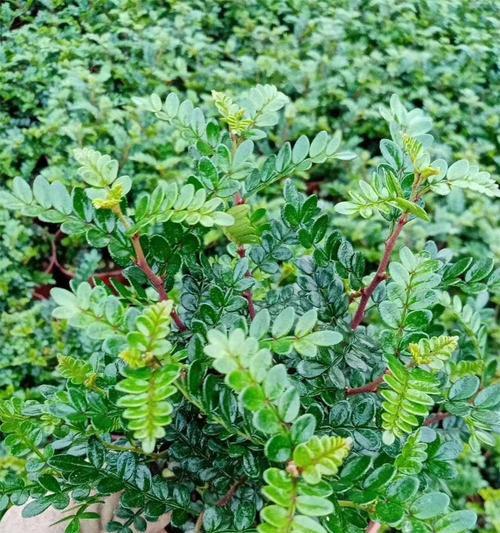 家里可以种胡椒木吗？胡椒木室内种植的可行性如何？