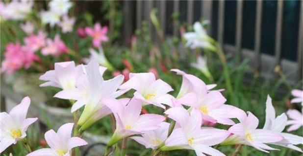 风雨兰几月份种植最好？风雨兰适合栽种的温度是多少？