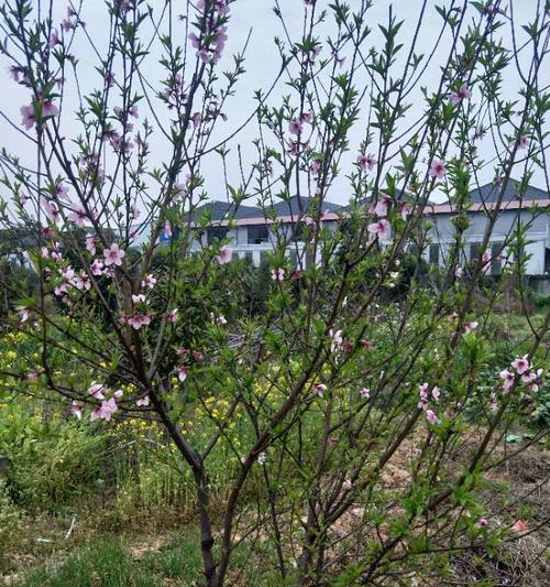 桃树不开花怎么回事？桃树不开花的原因和处理方法是什么？