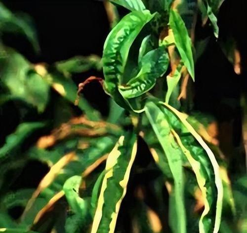 桃树不开花怎么回事？桃树不开花的原因和处理方法是什么？