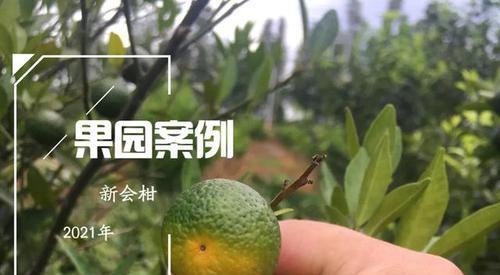脐橙落果是什么原因？脐橙落果的原因和处理方法是什么？