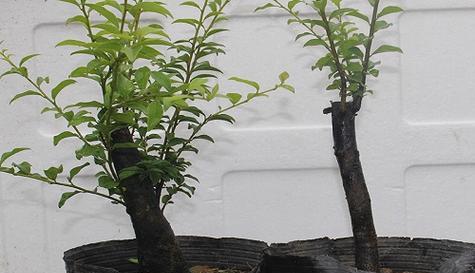 金弹子是雌雄同株吗？金弹子的植物学特征是什么？