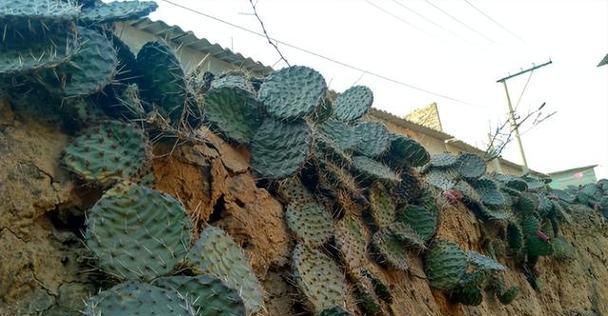 仙人掌用什么土栽培最好？仙人掌的土壤选择和种植方法是什么？