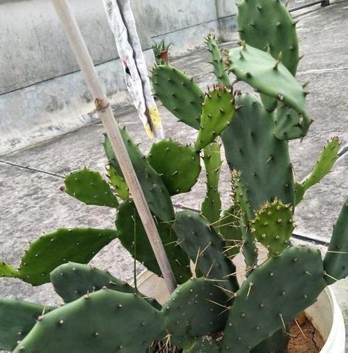 仙人掌用什么土栽培最好？仙人掌的土壤选择和种植方法是什么？