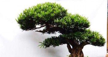罗汉松几天浇一次水？不同季节罗汉松浇水频率有何不同？