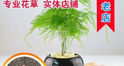 石竹喜阴还是喜阳光？石竹的养护环境是怎样的？