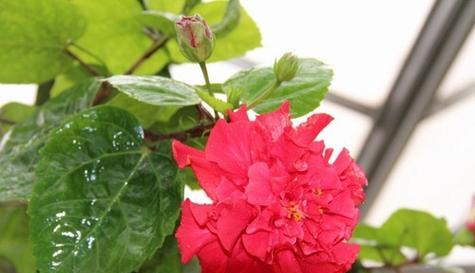 扶桑花不长叶子怎么办？扶桑花不长叶子的原因和处理方法是什么？