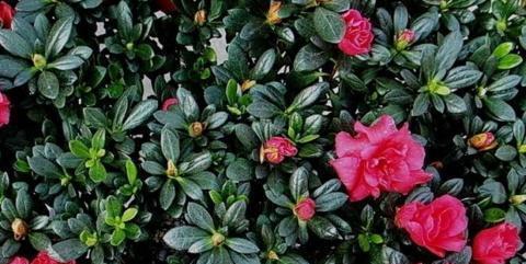 杜鹃花有种子吗？杜鹃花的繁殖方法是什么？