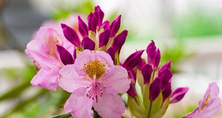 杜鹃花有种子吗？杜鹃花的繁殖方法是什么？