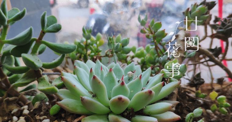 多肉能浇硫酸亚铁吗？多肉浇硫酸亚铁的注意事项是什么？