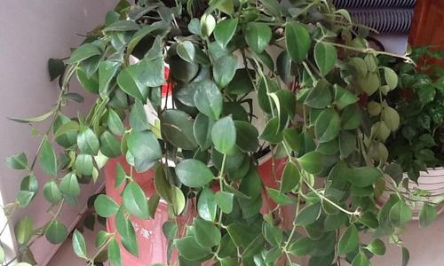 球兰喜光吗？球兰是喜阴还是喜阳光的植物？