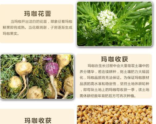 玛咖的生长环境是怎样的？玛咖的主要产地是哪里？