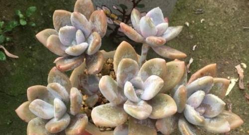 冬美人好养吗？冬美人养殖方法和养护要点是什么？