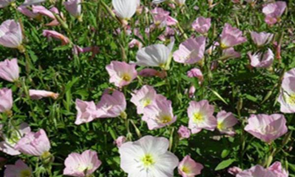 草花怎么留种子？草花收集种子方法和注意事项是什么？