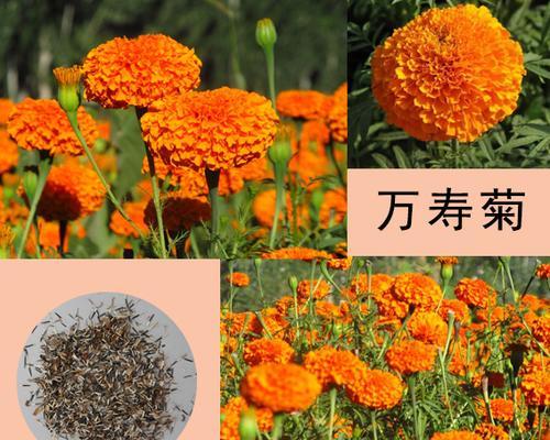草花怎么留种子？草花收集种子方法和注意事项是什么？