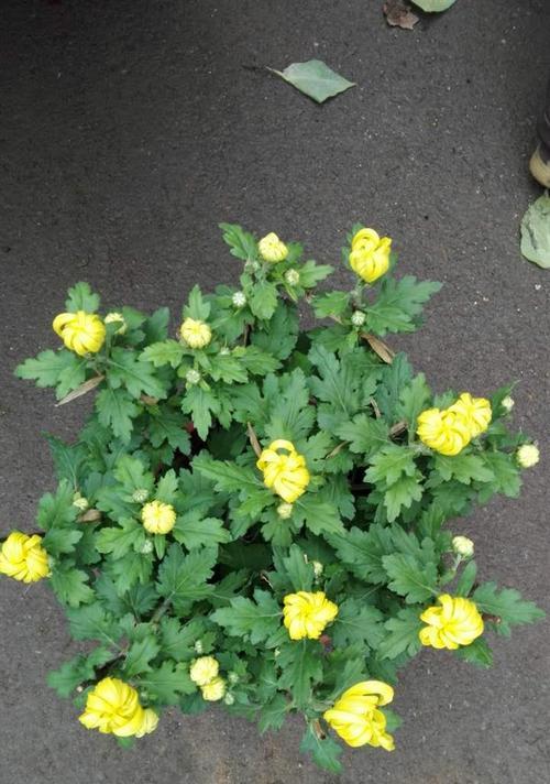 家里能种菊花吗？家里种植菊花的可行性如何？