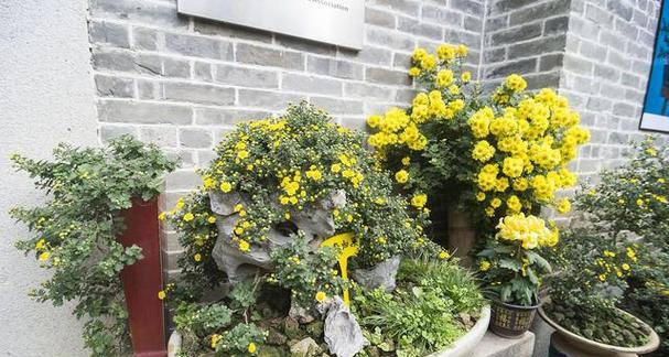家里能种菊花吗？家里种植菊花的可行性如何？