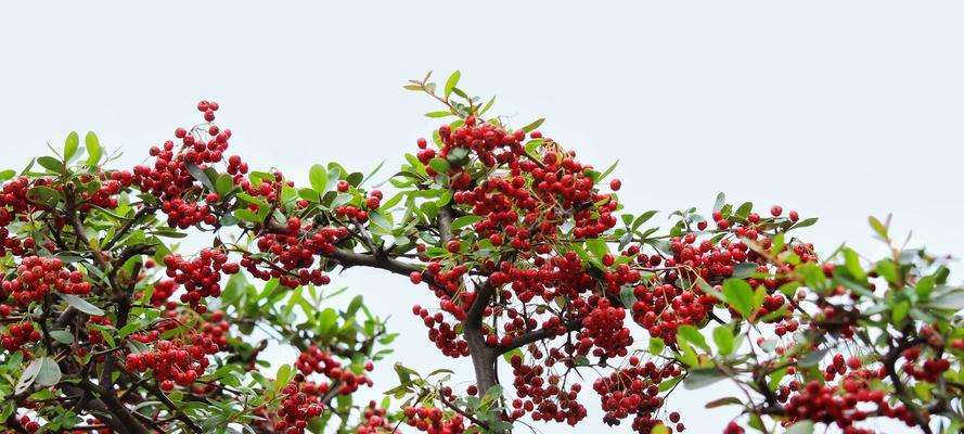 火棘几年结果实？火棘种植多久能结果？