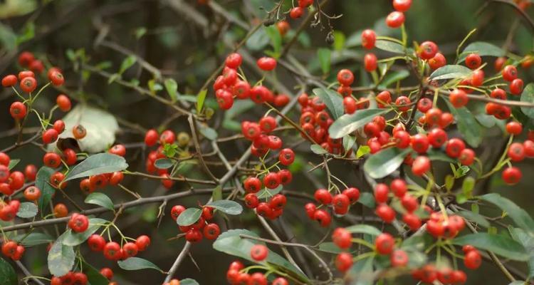 火棘几年结果实？火棘种植多久能结果？